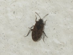Trapezonotus arenarius