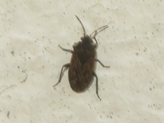 Trapezonotus arenarius