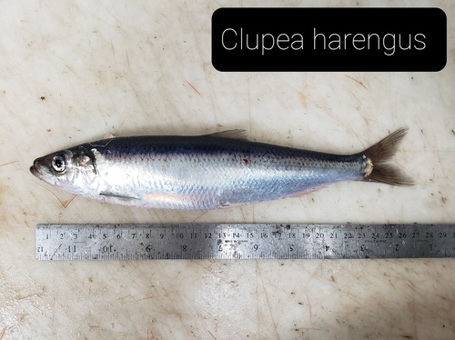 Atlantic Herring