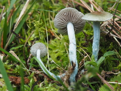 Stropharia pseudocyanea