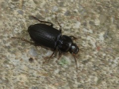 Anisodactylus binotatus