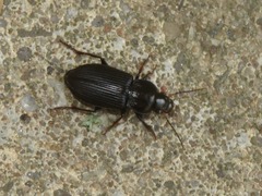 Anisodactylus binotatus