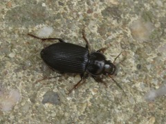 Anisodactylus binotatus