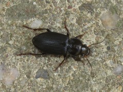 Anisodactylus binotatus