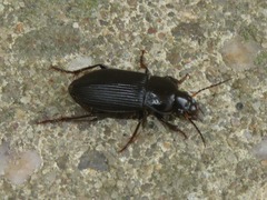 Anisodactylus binotatus