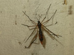 Ptychoptera albimana
