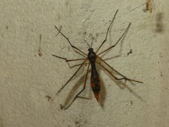 Ptychoptera albimana