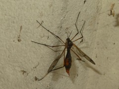 Ptychoptera albimana