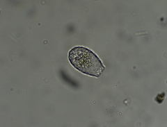 Euglypha