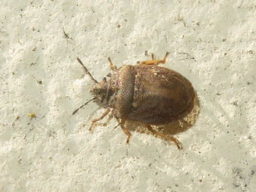 European Turtle-bug, Voorschoten, Nederland, photo 9 of 10