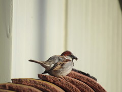 Passer domesticus