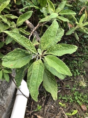 Eriophyes plucheae