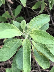 Eriophyes plucheae