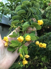 Senna bicapsularis