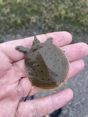 Apalone spinifera aspera