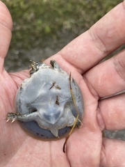 Apalone spinifera aspera