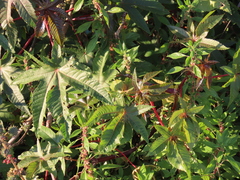 Ricinus communis
