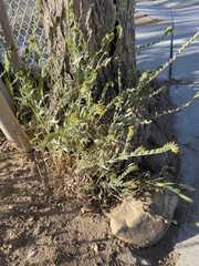Amsinckia