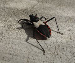 Microtomus cinctipes