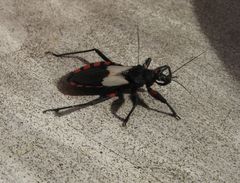 Microtomus cinctipes