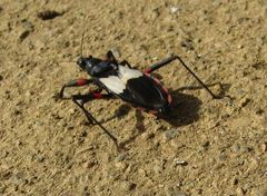 Microtomus cinctipes