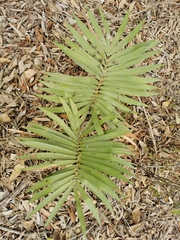 Zamia loddigesii