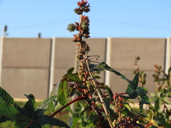 Ricinus communis