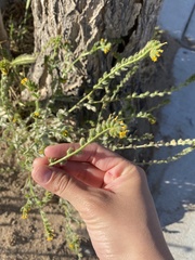 Amsinckia