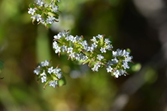 Valerianella echinata