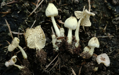 Leucocoprinus flavescens