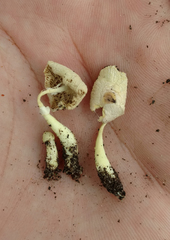 Leucocoprinus flavescens