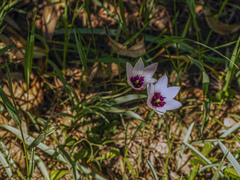 Tulipa clusiana