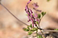 Fumaria kralikii