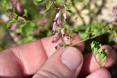 Fumaria kralikii