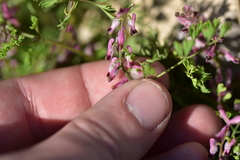 Fumaria kralikii