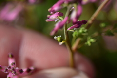 Fumaria kralikii