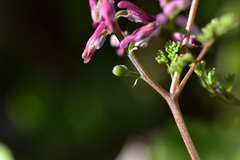 Fumaria kralikii
