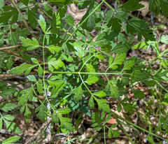 Osmorhiza brachypoda