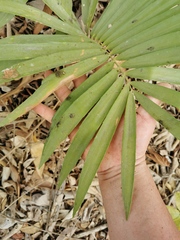 Zamia loddigesii