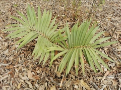 Zamia loddigesii