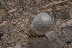 Mammillaria crucigera