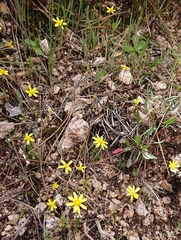 Jacobaea minuta