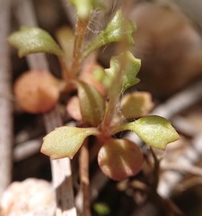 Jacobaea minuta
