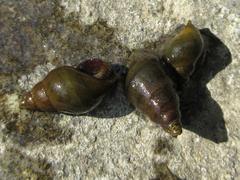 Semisulcospira