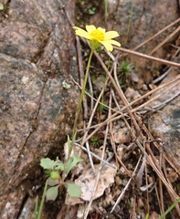Jacobaea minuta