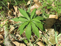 Lilium tsingtauense