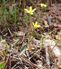 Jacobaea minuta