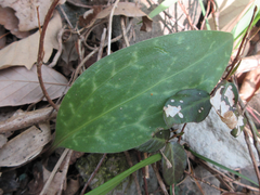 Lilium tsingtauense