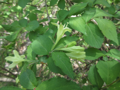 Weigela subsessilis