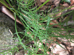 Asparagus schoberioides